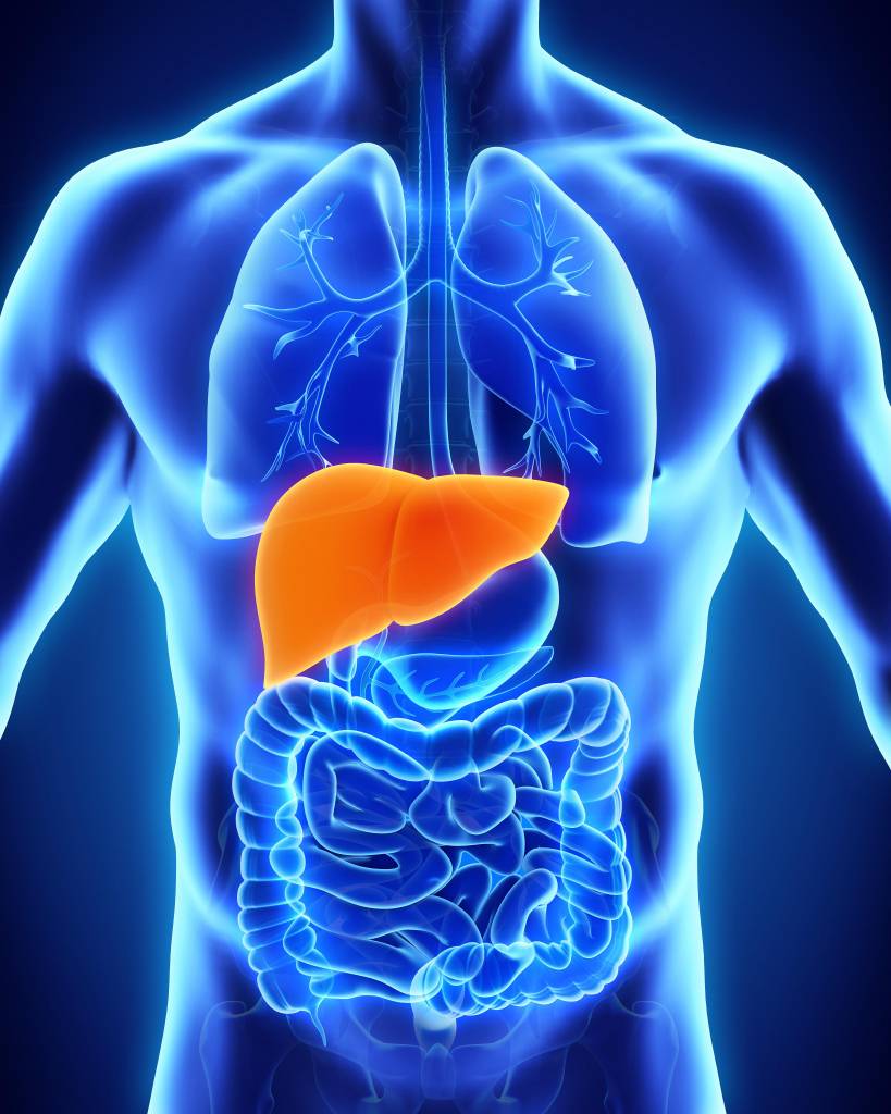 What is the largest organ inside the human body?