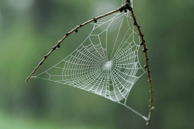 How does a spider web hold together?