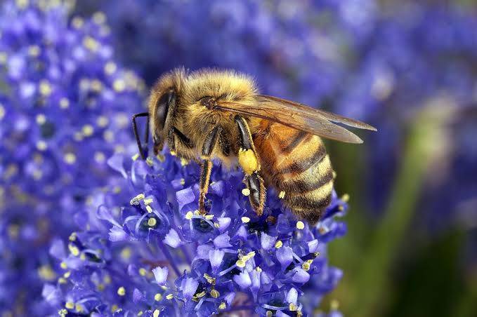 How do bees know which flower has nectar?