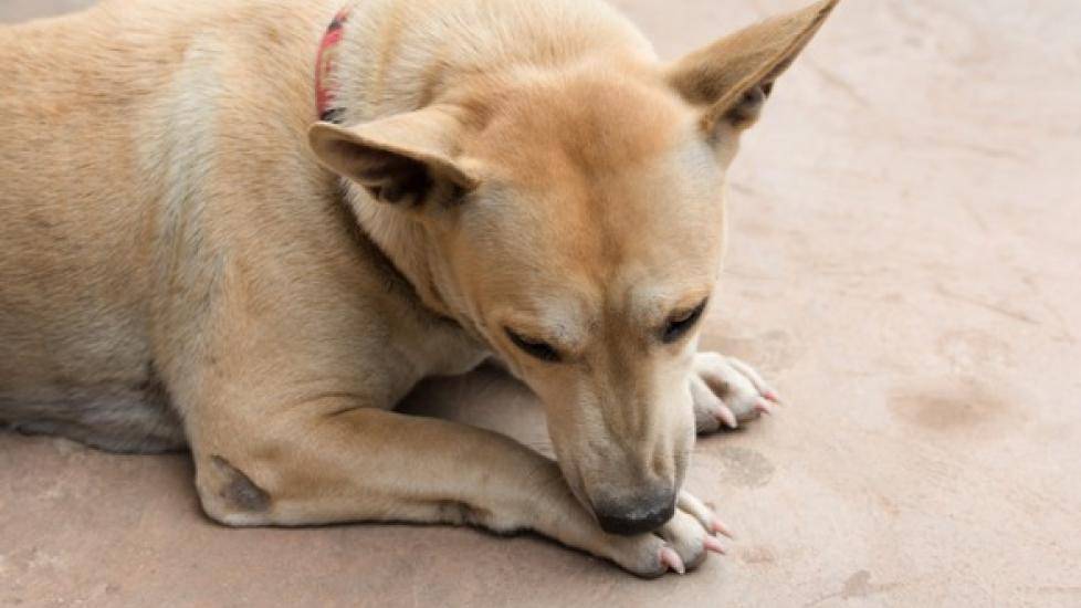 Why do some animals lick wounds?