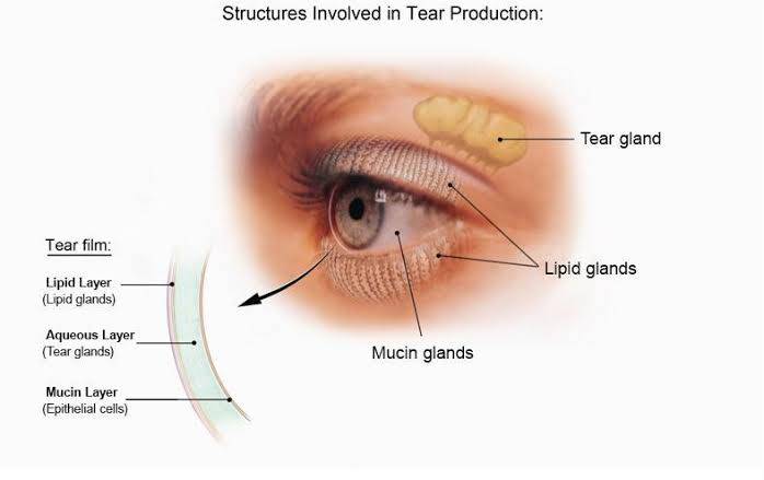 How does our body produce tears?