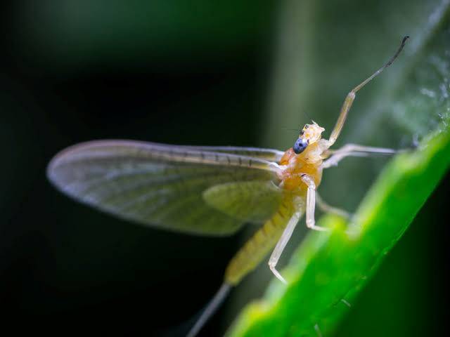 Why do some insects live only a few hours?