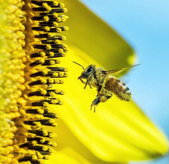 How do bees find flowers?