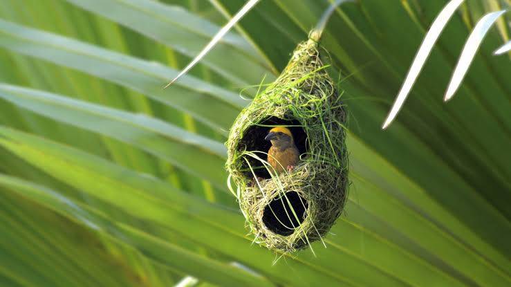 How do birds build nests?