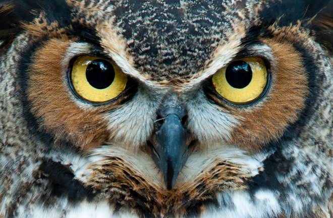 Why do owls have large eyes?