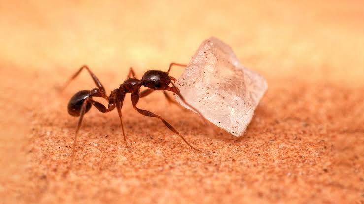 Why does sugar attract ants?