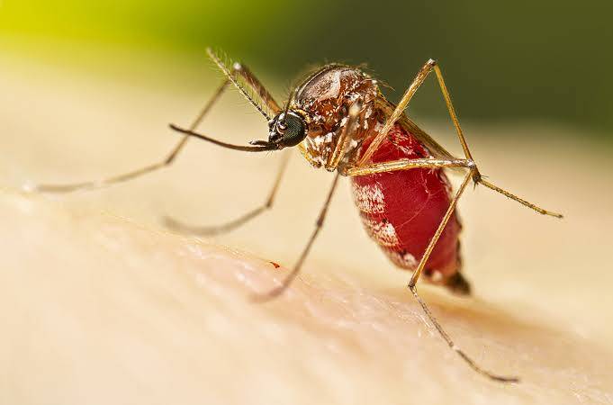 How do mosquitoes find us?