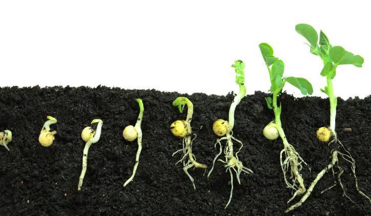 How do plants grow from seeds?