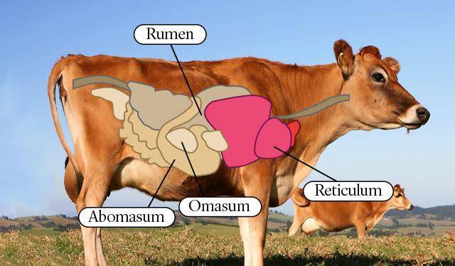 Why do cows have four stomachs?