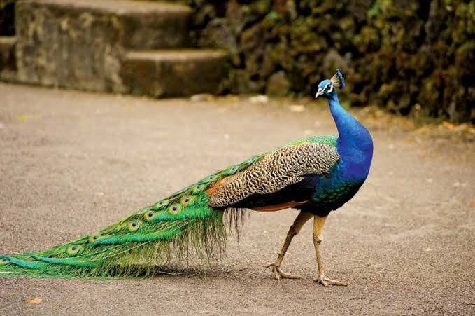Why do peacocks have long feathers?