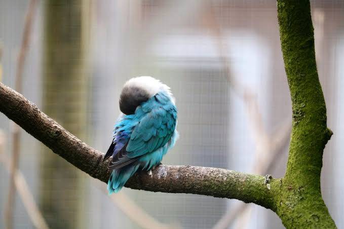 How do birds sleep on branches without falling?