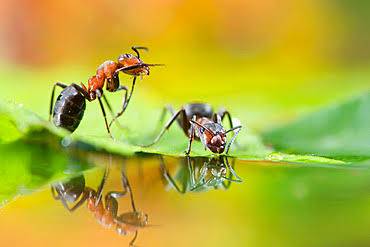 Why do ants avoid water?
