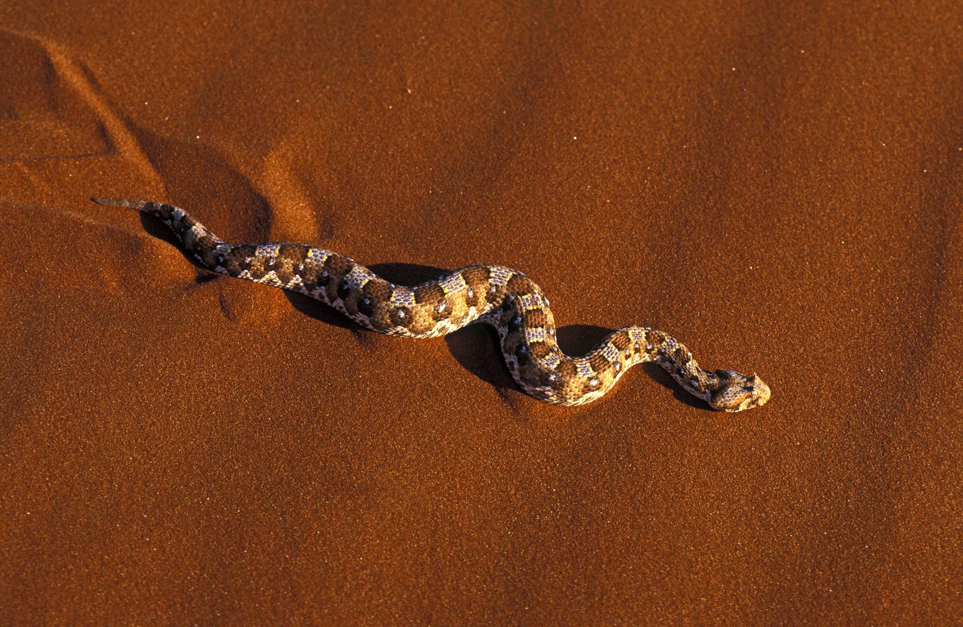 How do snakes move without legs?