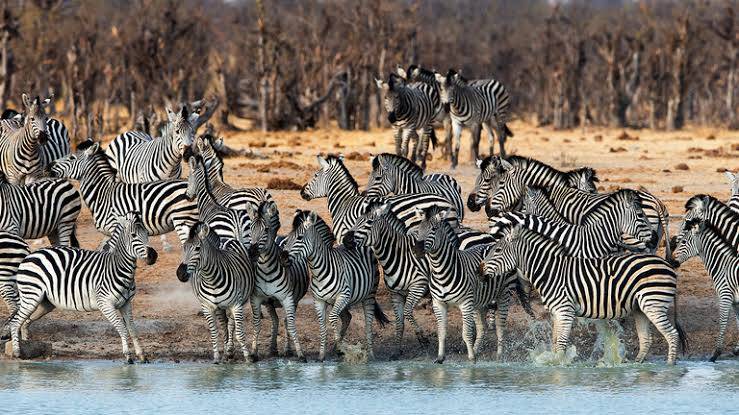 Why do zebras live in groups?