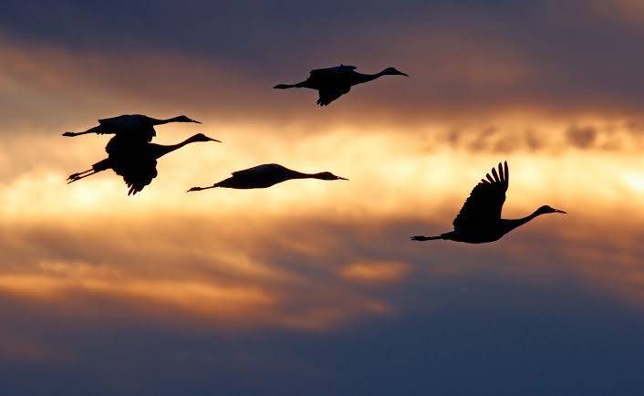 How do birds navigate during migration?