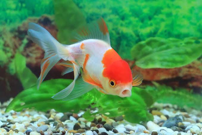 Why do fish open and close their mouths?