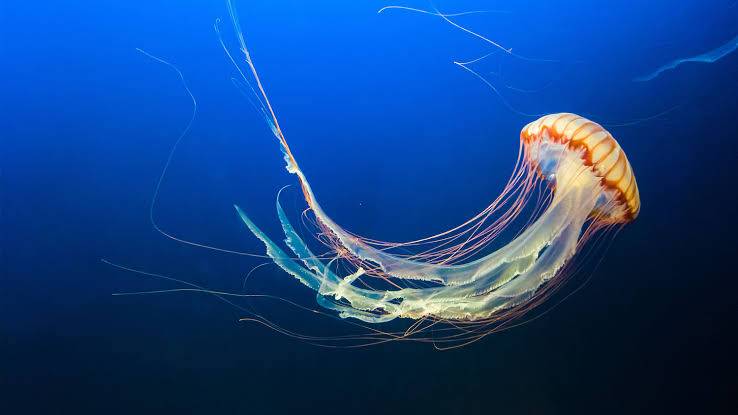 Why do jellyfish have tentacles?