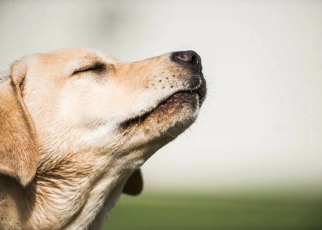 How do dogs smell so well?