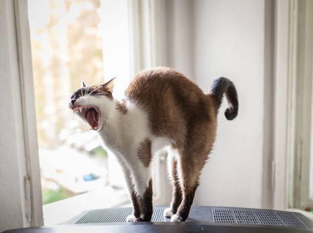 Why do cats arch their backs?