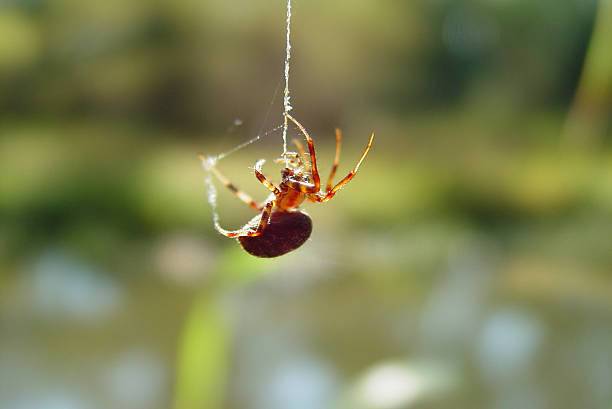 Why do spiders hang upside down?