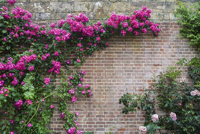 How do plants climb walls?