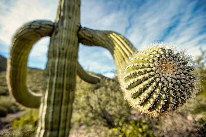 How do desert plants store water?