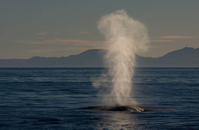 How do whales breathe?