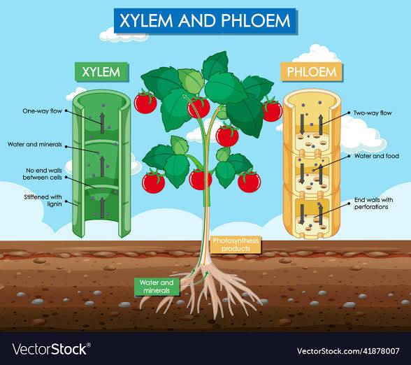 What is the main function of xylem in plants?