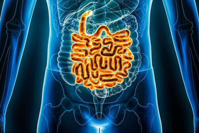 What is the function of the small intestine?