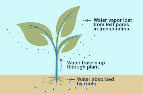 What is the name of the process where plants lose water vapor?