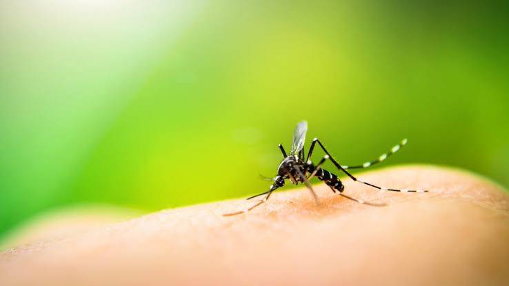 How many days do mosquitoes live?
