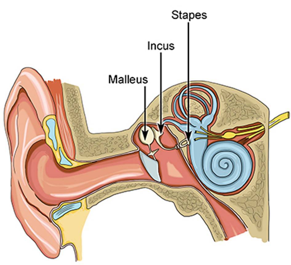 What is the smallest bone in the human body?