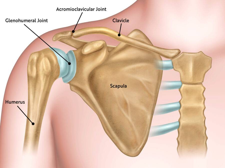 What kind of joint is found in the shoulder?