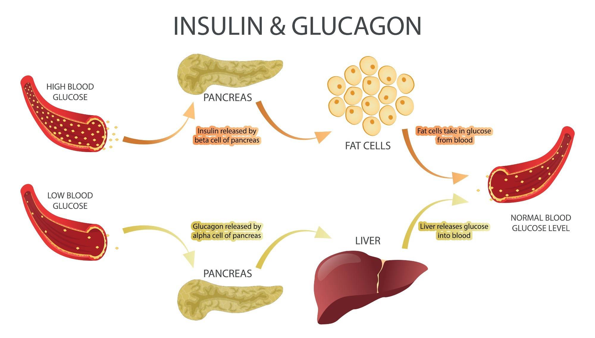Which hormone regulates blood sugar?
