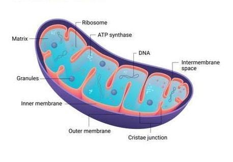 What is the powerhouse of the cell?