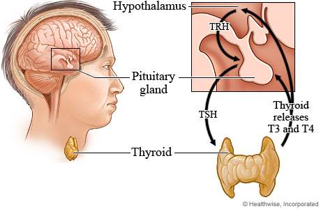 Which element is needed for the production of thyroid hormones?