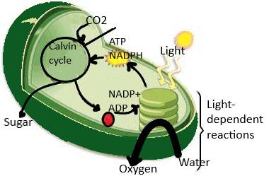Which process converts glucose into energy in cells?