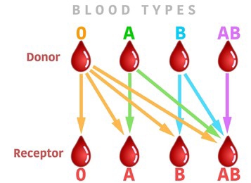 Which blood group is the universal recipient?