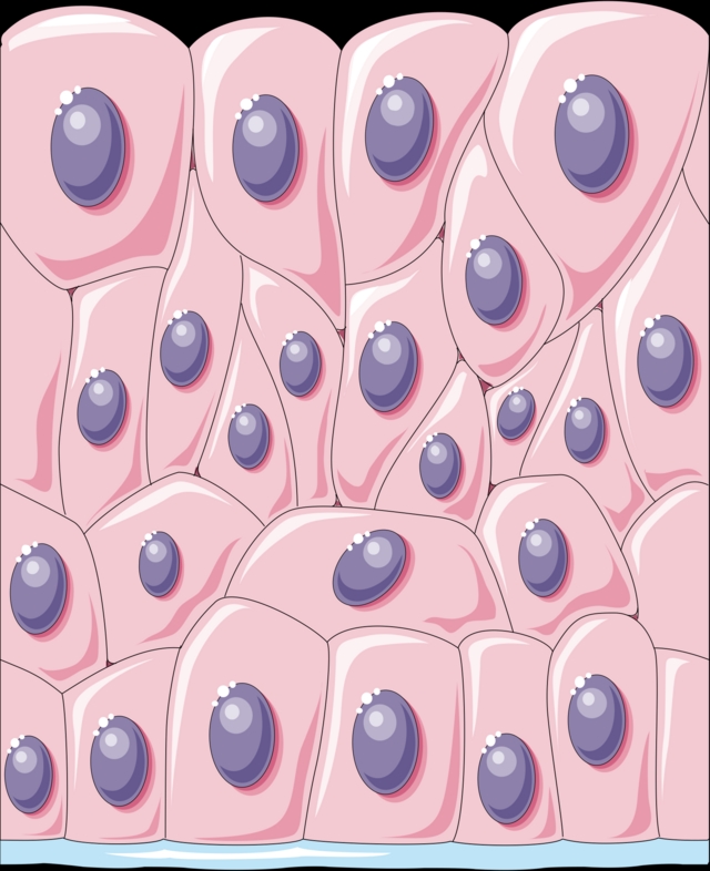 What is a group of similar cells called?