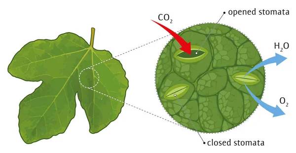 What is the main function of chlorophyll?