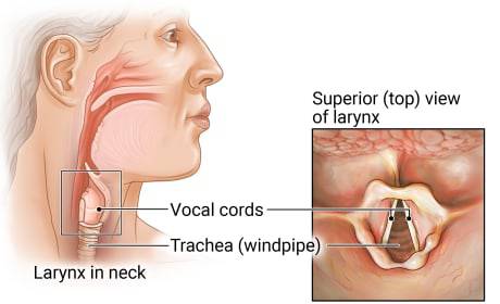 What is the scientific name for the voice box?