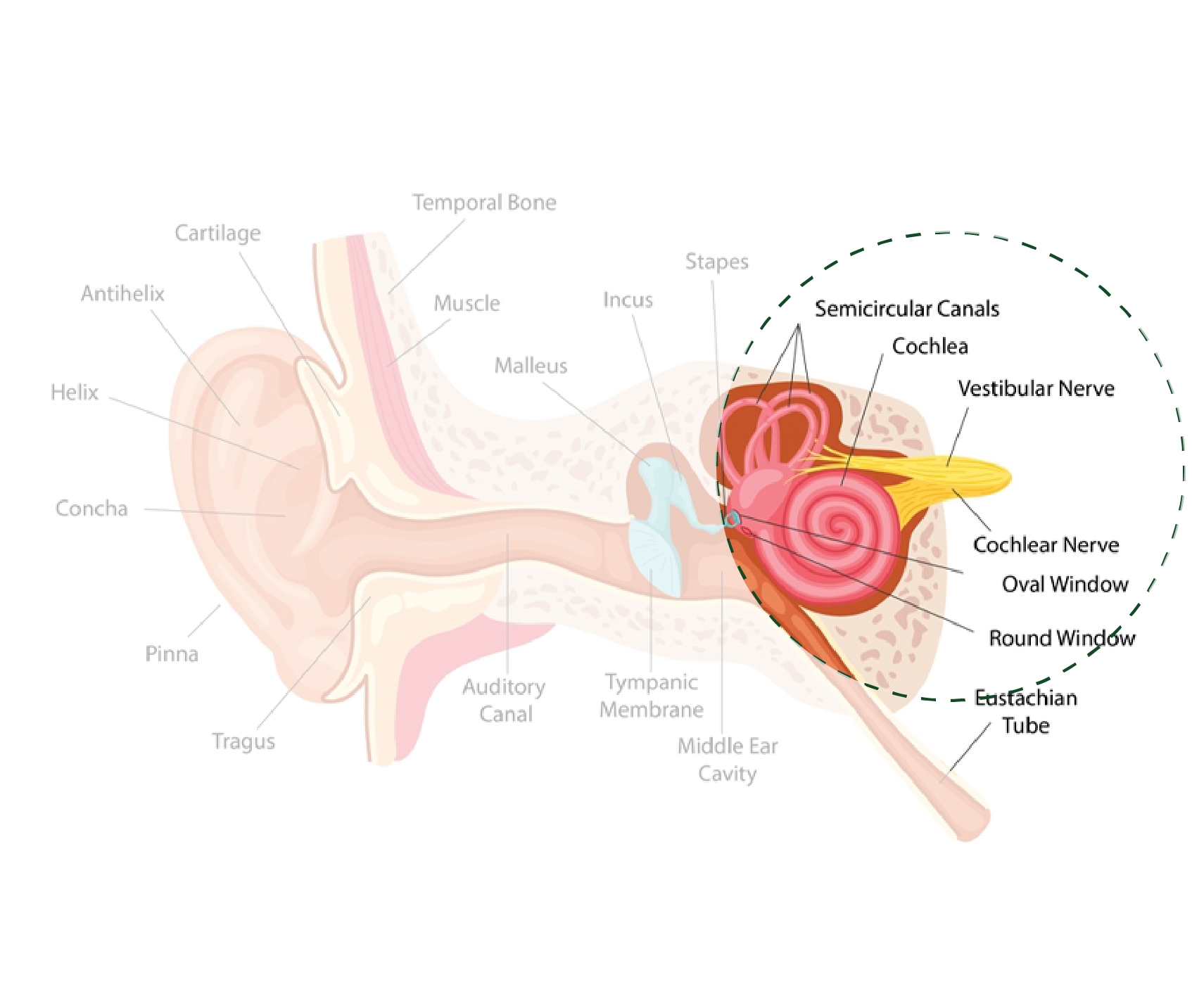 Which part of the human ear maintains balance?