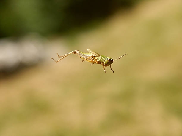Why do grasshoppers jump?
