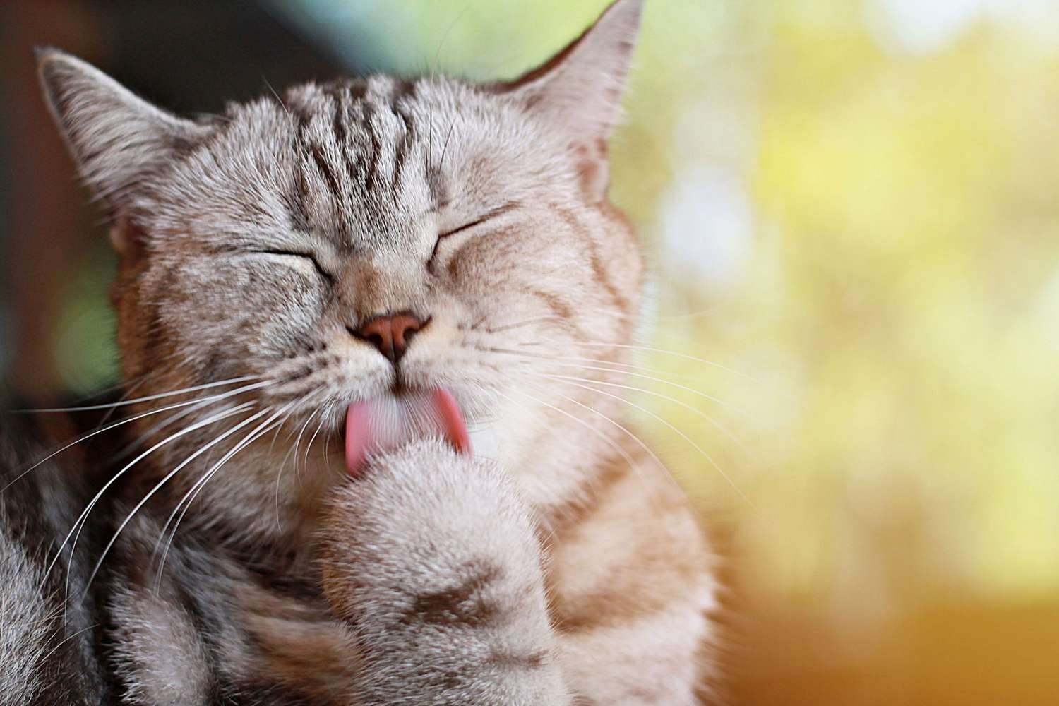 Why do cats lick themselves so often?