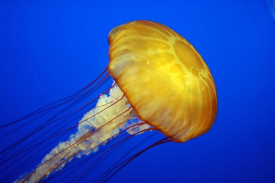 How do jellyfish sting?