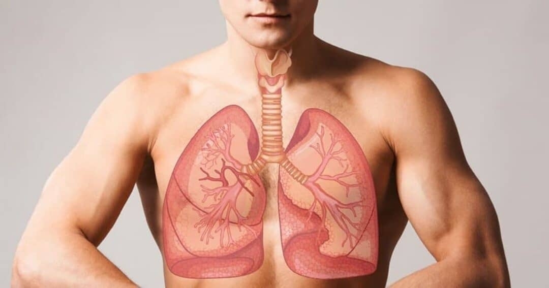 How do human lungs work?