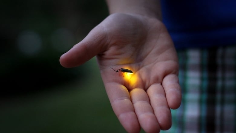 How do fireflies glow?
