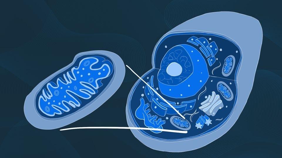 What is the function of mitochondria in a cell?