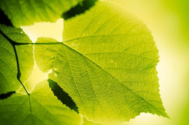 What part of the plant conducts photosynthesis?