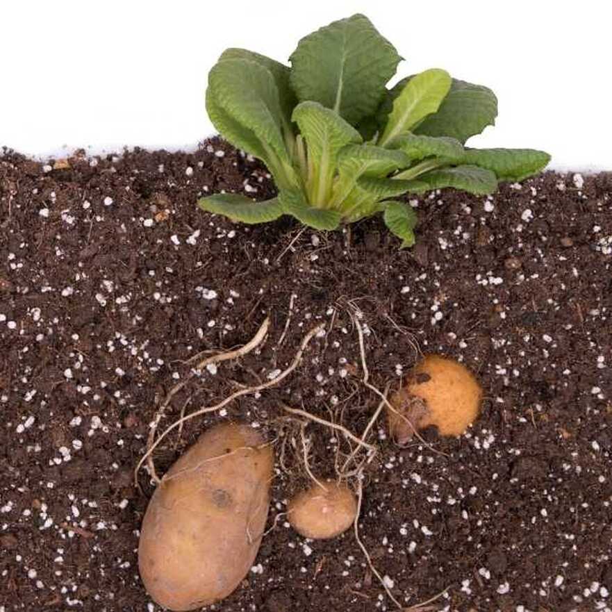 Why do potatoes grow underground?